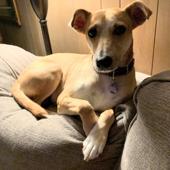 Meet your Posher, V - Picture 2 of 2